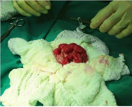 Catus Medicina Felina Reginaldo Pereira