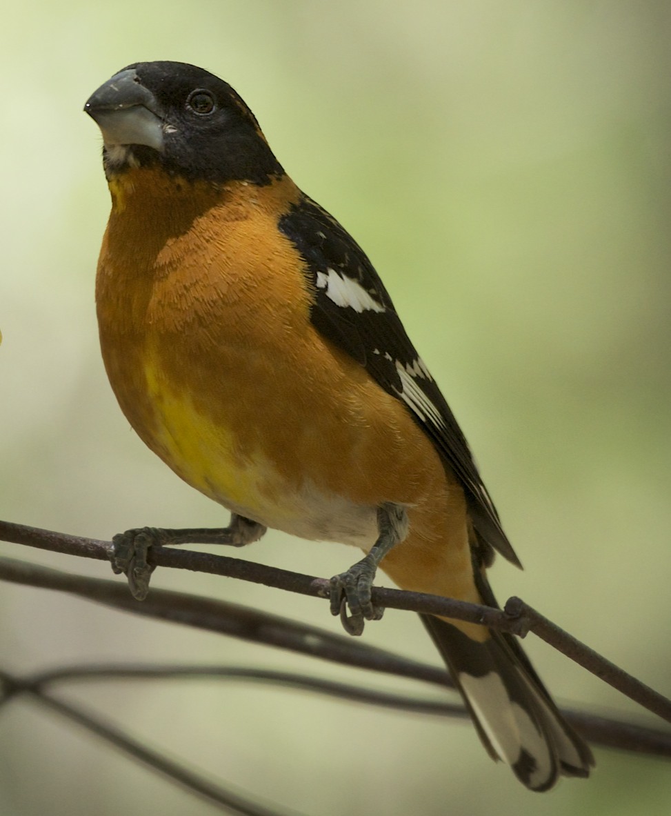Bird In Everything Small Birds Of North America