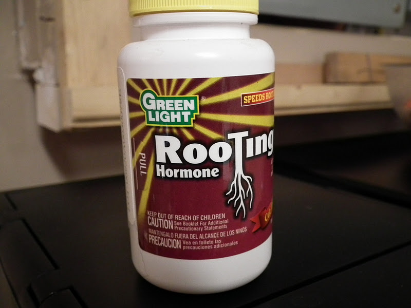 to my Garden Herbs and Propagation