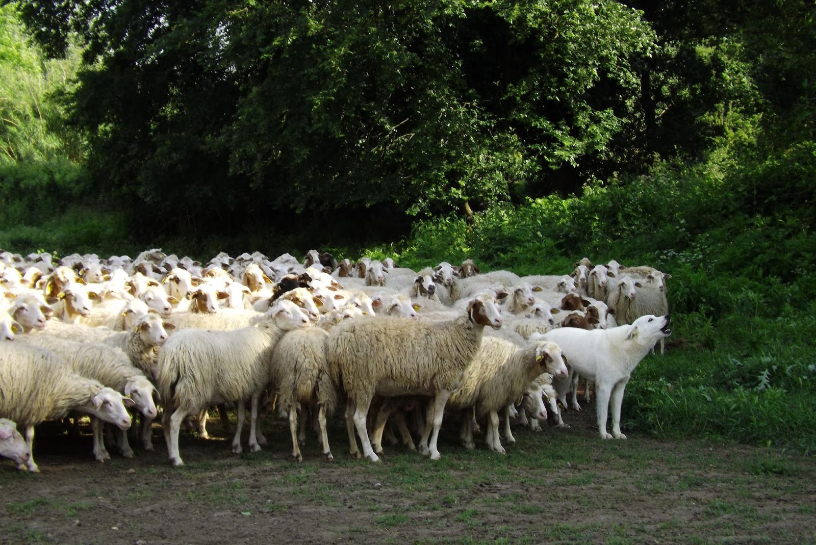 Predators On The Sheep Farm