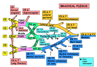 موقع الدكتور أحمد كلحى: صور تشريح - Anatomy : Nerves of the Upper Limb