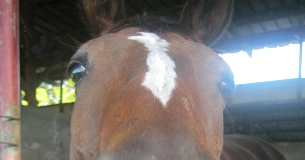 Horse Riding Philippines "What is A Wrong Lead and A Right Lead at Canter?"