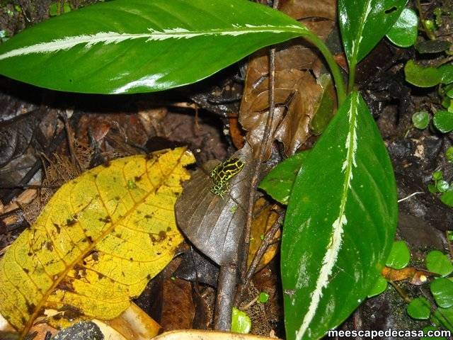 Rana del género Ranitomeya a orillas del río Shilcayo (Cordillera Escalera, Perú) - 1