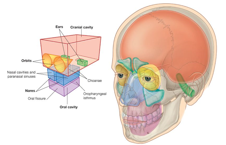 Head, General Description Med Club