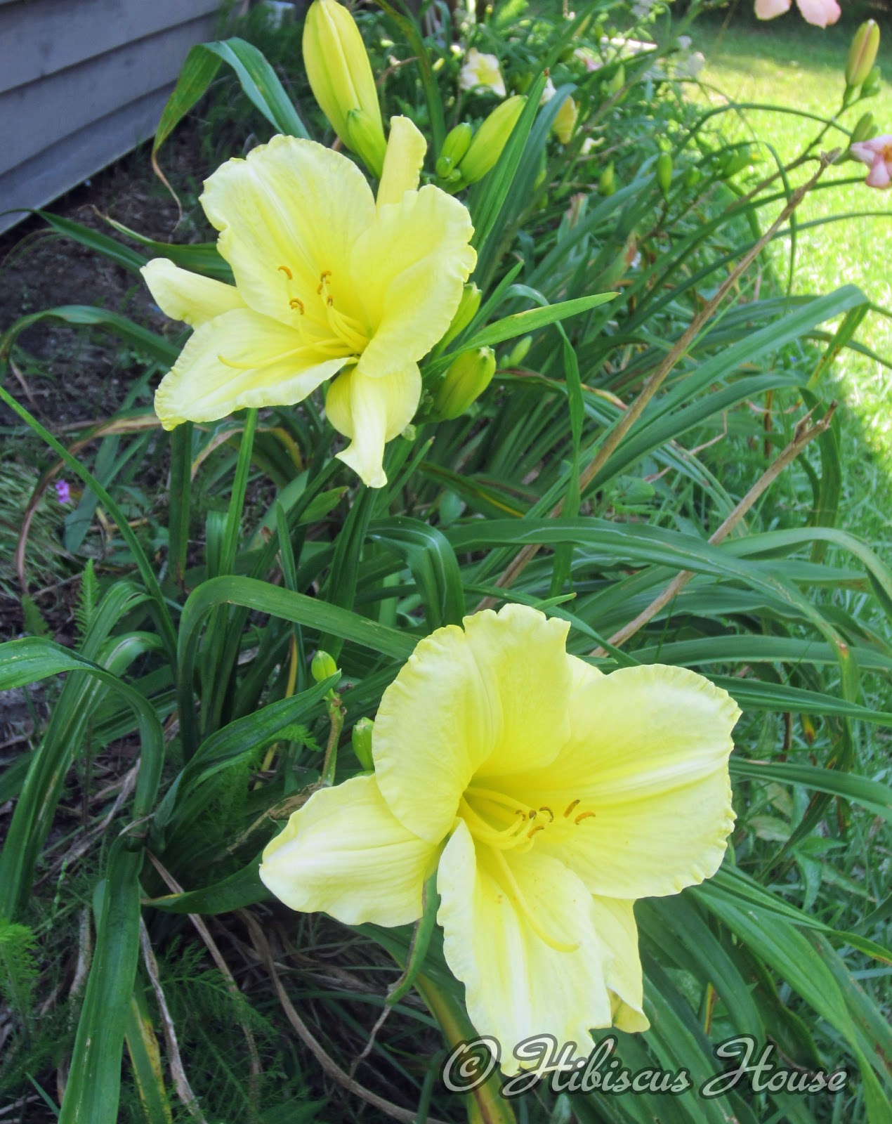 Hibiscus House Hibiscus House Yellow Daylilies