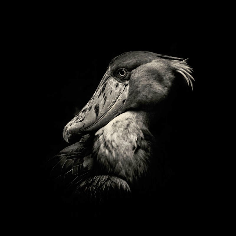 animales salvajes en blanco y negro de Alex Stephen Teuscher