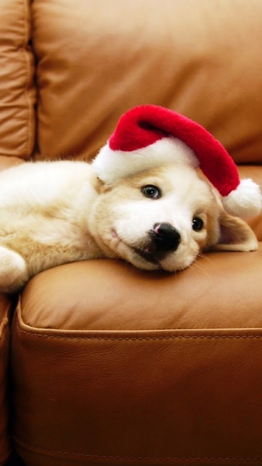 Christmas Puppy  Android Best Wallpaper