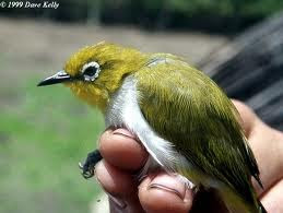 jenis-jenis burung pleci
