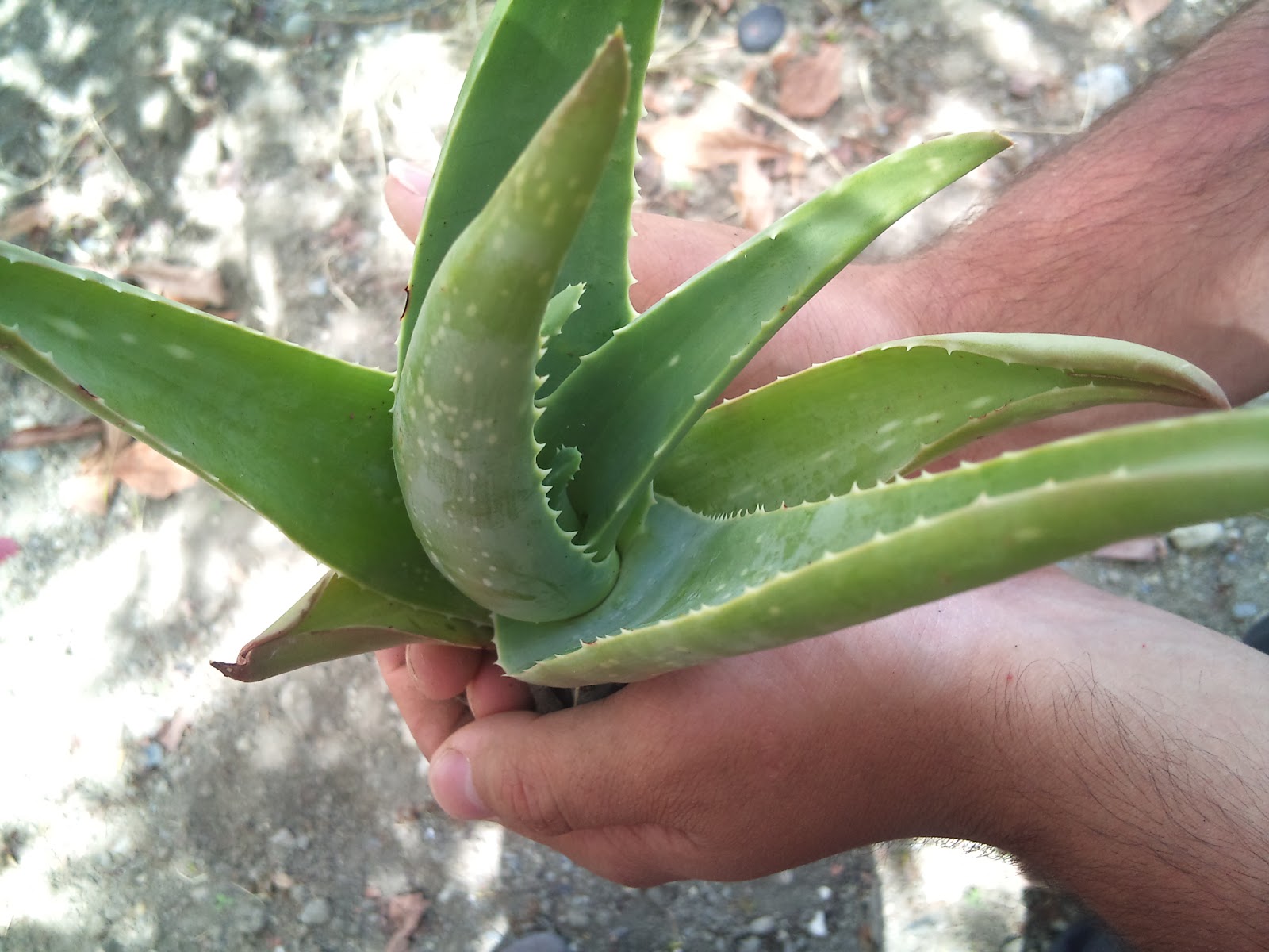 ALFAVERDE PRODUCTOS NATURALES CUIDADOS DE LA PLANTA DE ALOE VERA