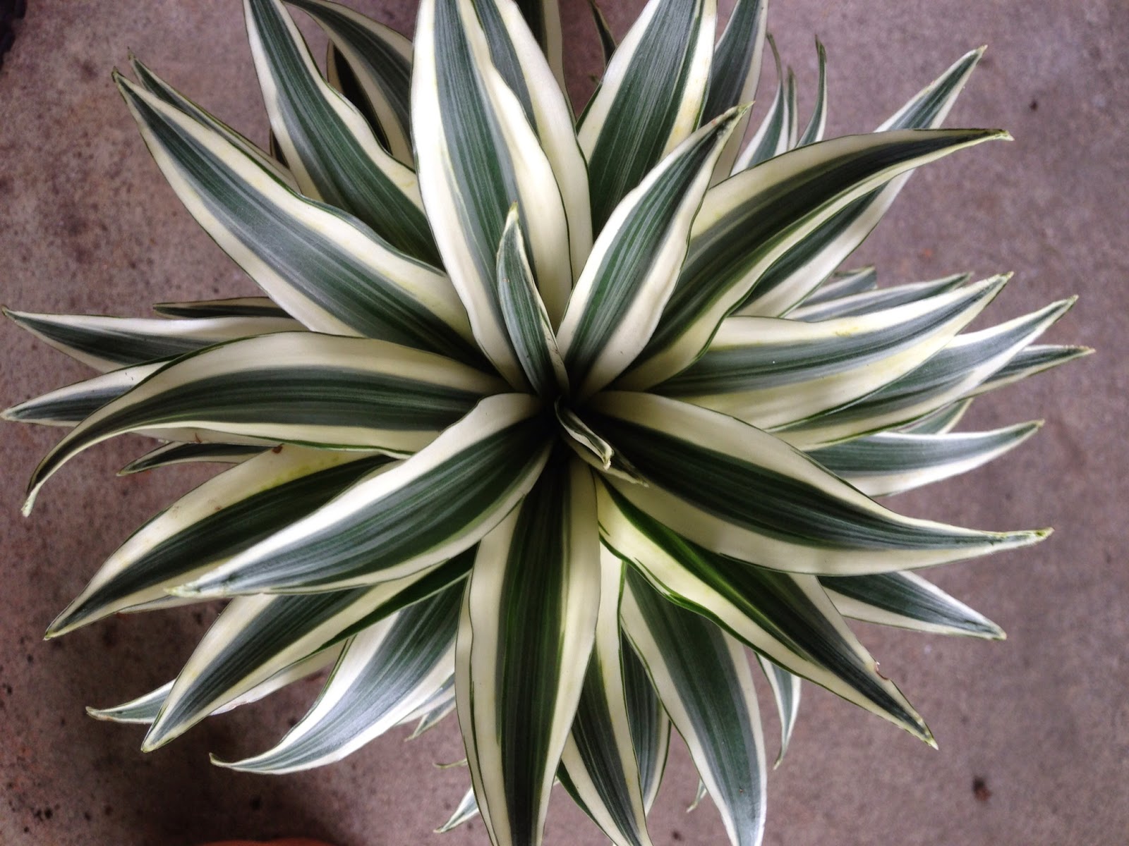 My Life of Plants Dracaena Craig Compacta and