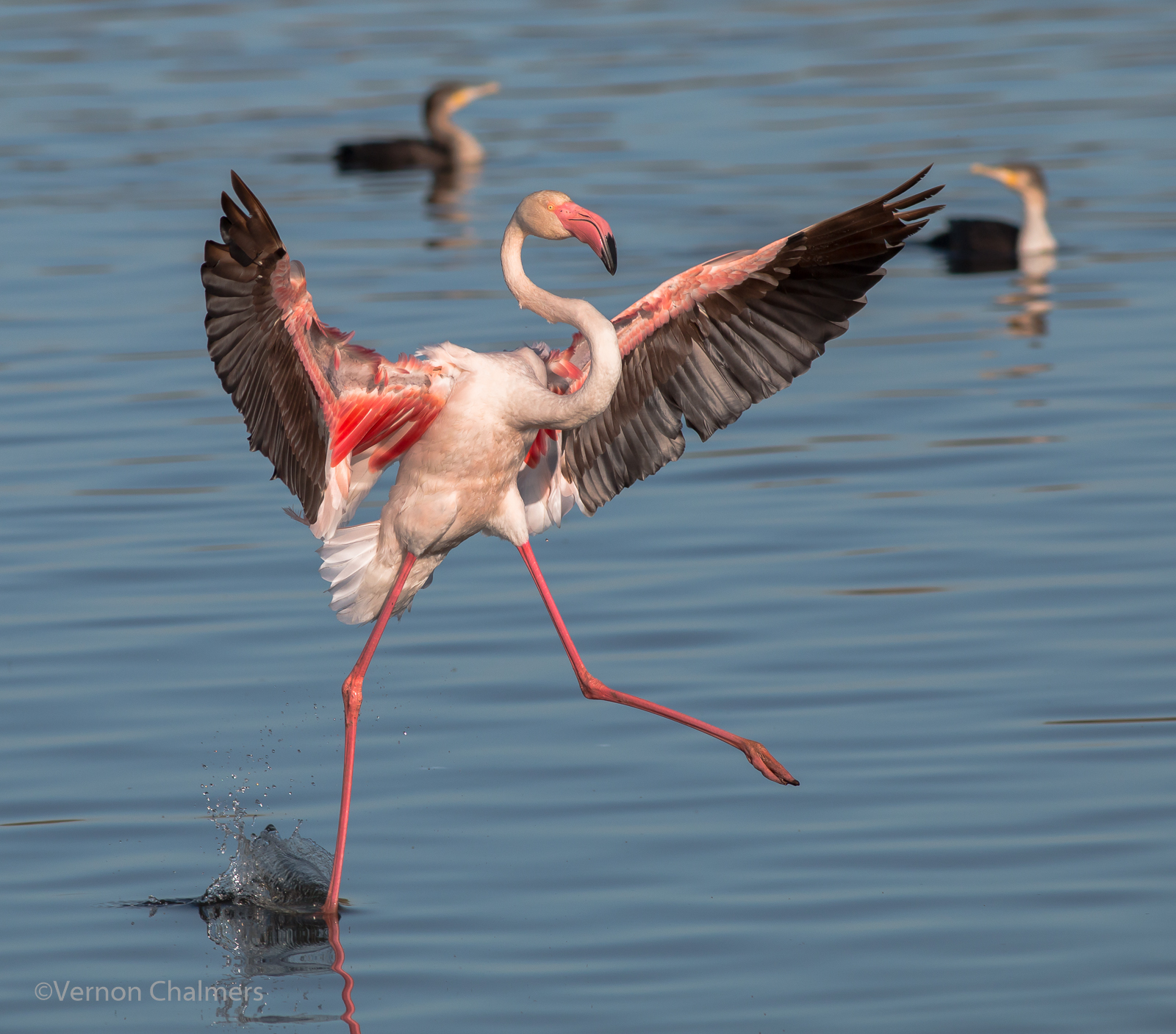 Vernon Chalmers Photography: Flamingo landing: Milnerton Lagoon