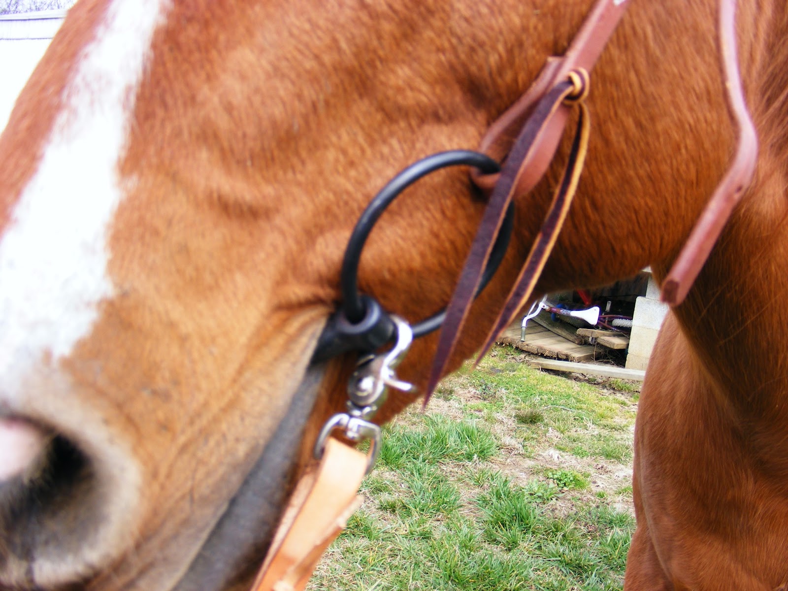 Not Another Horse Blog Proper Bit Fit Snaffle Bits