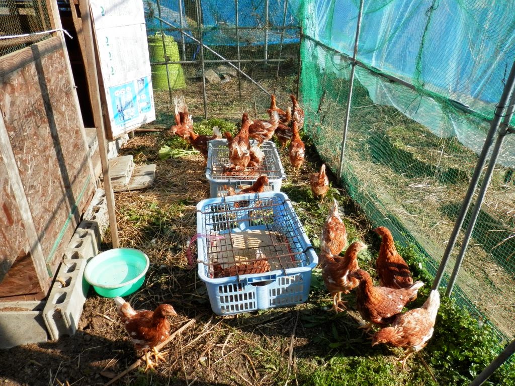 Life in Rural Japan The chickens are back!