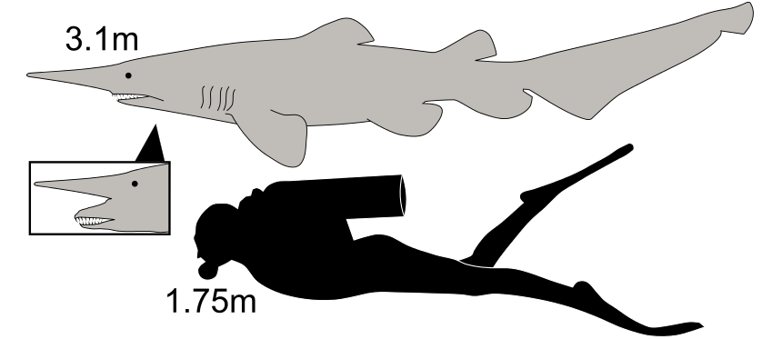 Diver - Goblin shark size comparison Comparison between an average human and a goblin shark