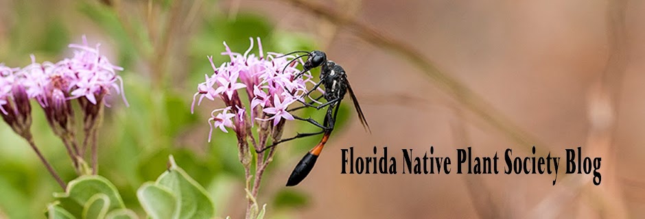 Florida essay
