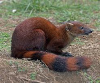 Periyar Wildlife Sanctuary