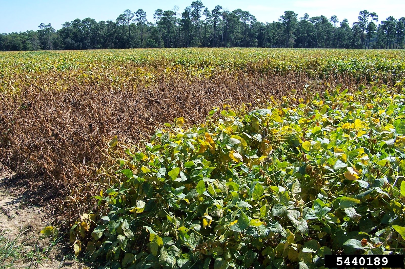 Center for Invasive Species and Ecosystem Health Soybean rust