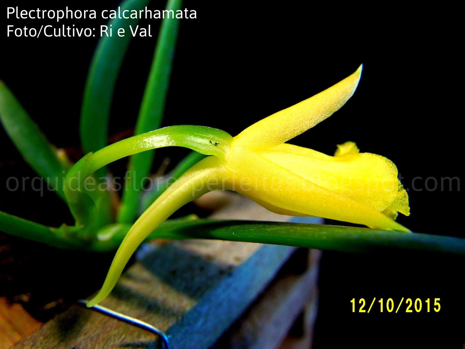 Musgo Sphagnum - Substrato para Orquídeas - 3 litros - Verde Mania porque  plantar faz bem