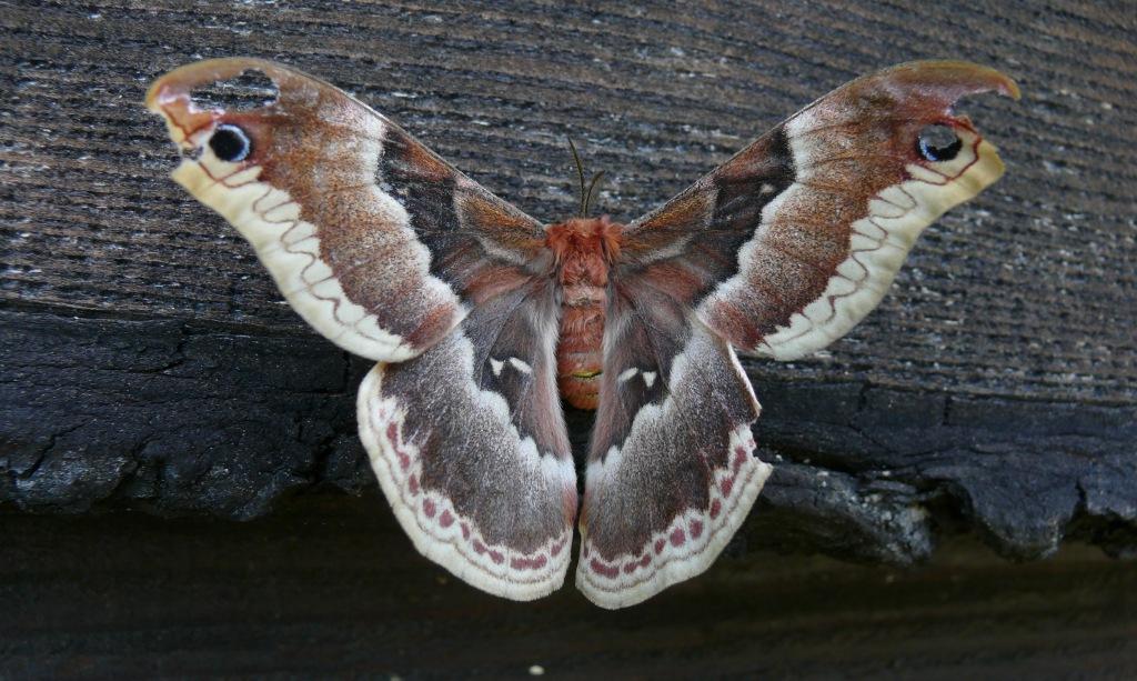 Butterflies evolved from moths about 100 million years ago in North America  : NPR