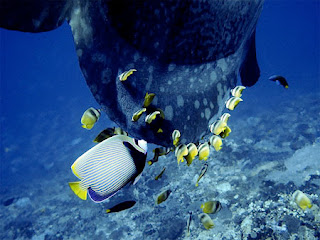 diving in tanjung benoa