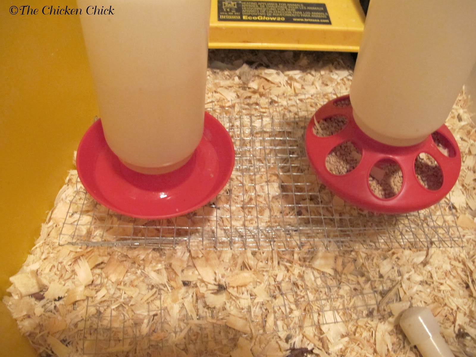 Keeping Brooder Water Clean The Riser for Baby Chicks The Chicken Chick®