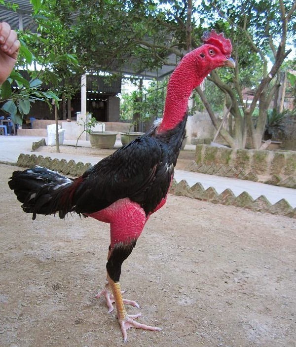 FOTO AYAM  Ciri dan Jenis Ayam Tips Cara Perawatan