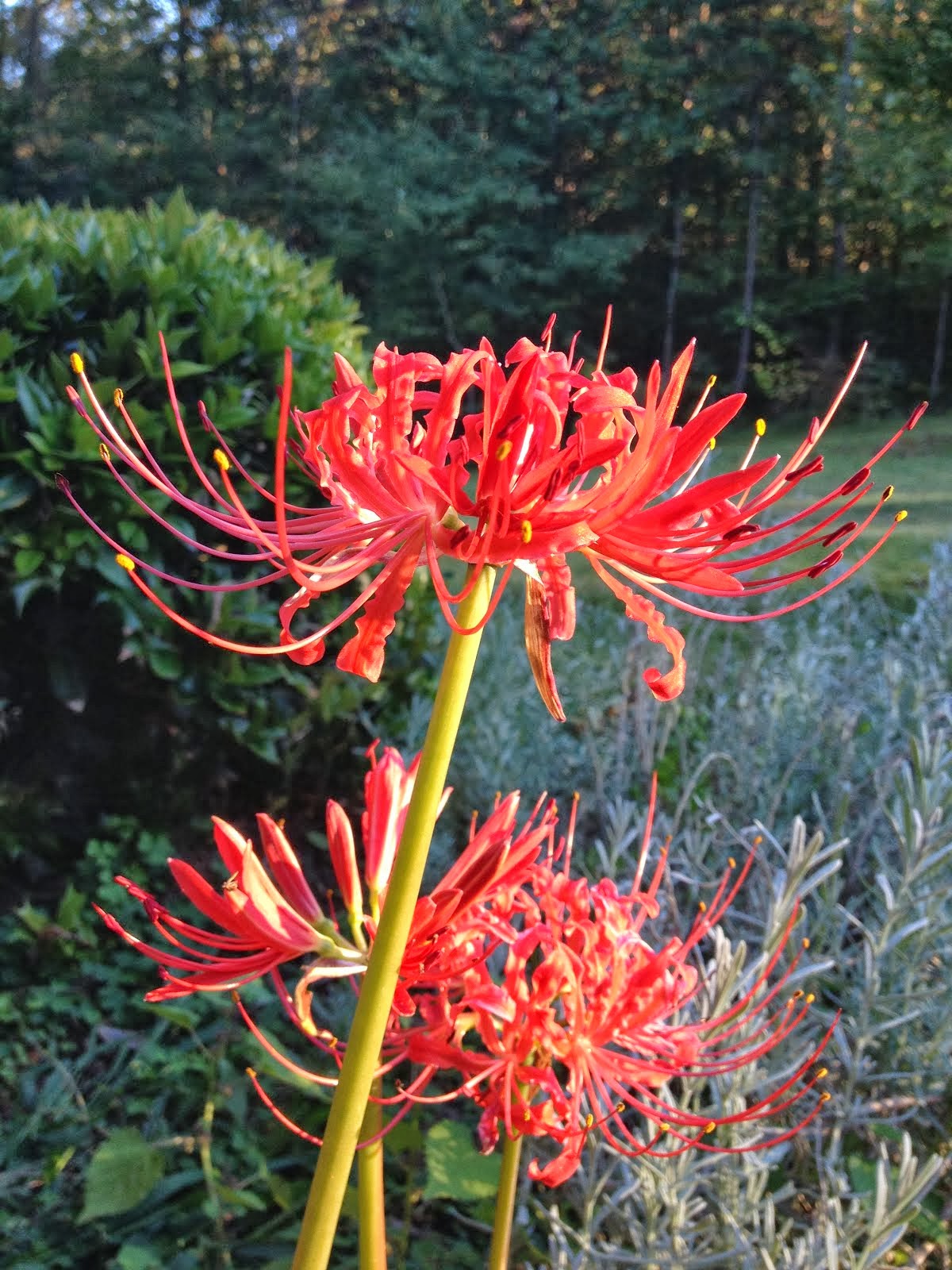 Spider lilies