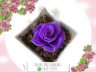 Rosa Preservada Natural ¡Duran más de 4 Años!