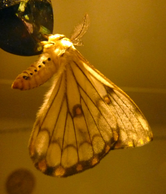 Fascinating detail in close-up photos of moths and insects Fascinating detail in close-up photos of moths and insects