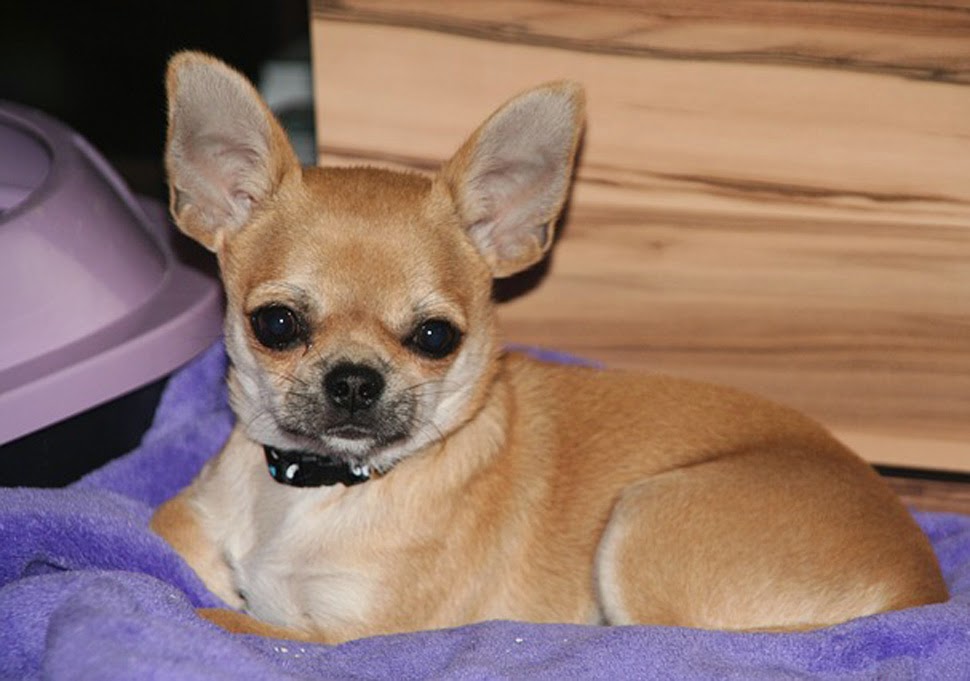 different puppies chiwawa puppies brown www pixshark images galleries with a bite different puppies chiwawa puppies brown www pixshark images galleries with a bite