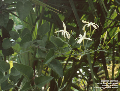 Jasminum abyssinicum Flower Jasminum abyssinicum Flower