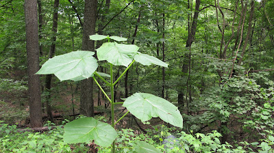 big leaf plant