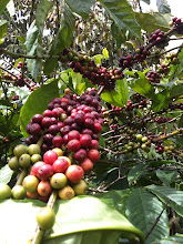 Coffee farm