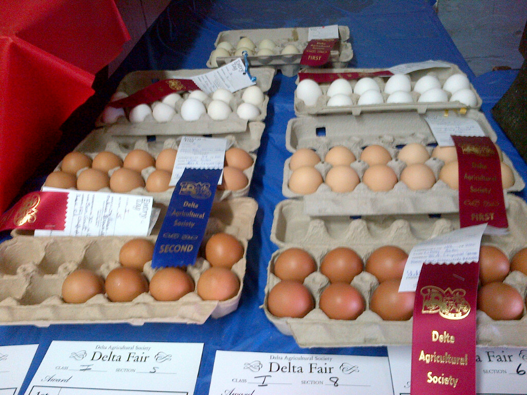 Prize winning eggs at a local fair...