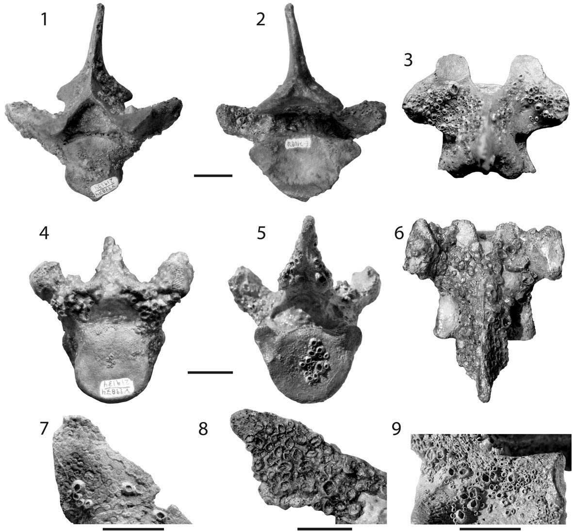 Vertebra found at Waiake beach Auckland Fossil ID The Fossil Forum