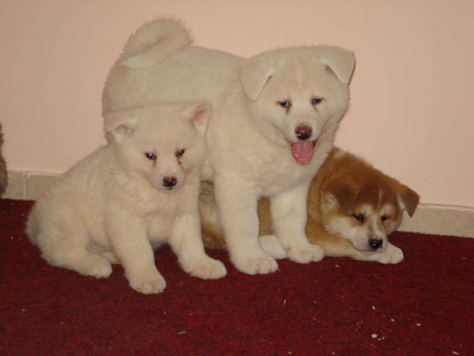 Dogs Collection of 2012 japanese akita puppies price in india