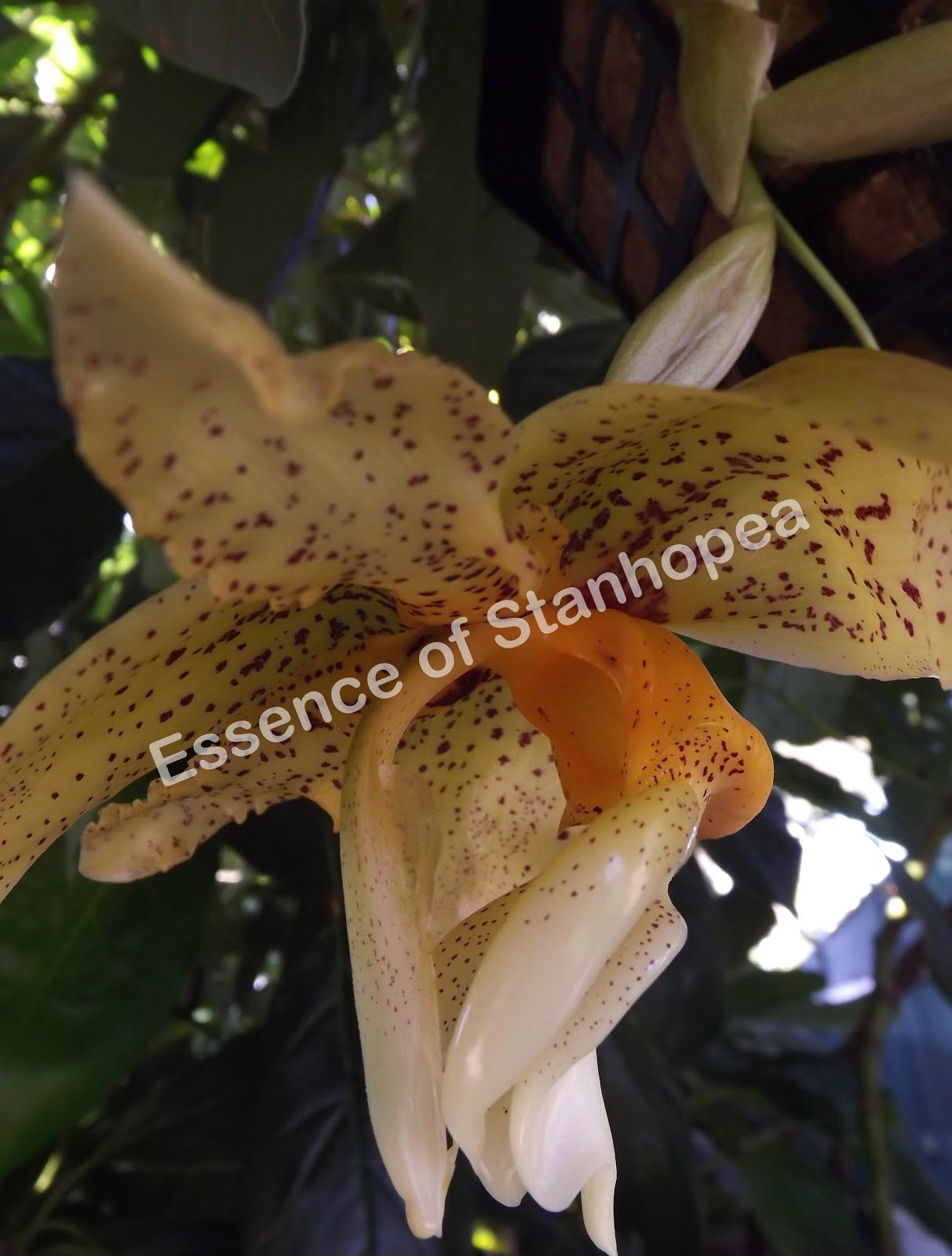 Stanhopea