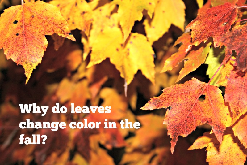 Gardening in the Heart of Virginia: Why Leaves Change Color in the Fall