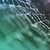 She Came Into Focus / Wet Spider Web macro HD wallpapers