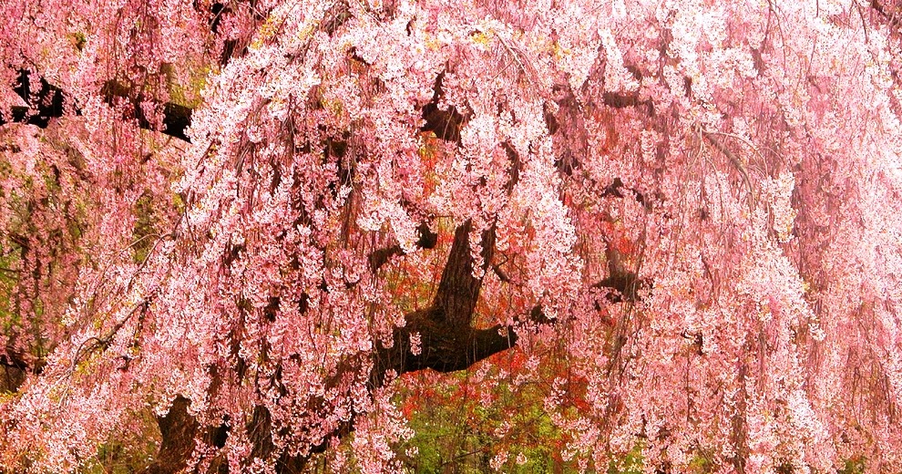 Endangered New Jersey NJ Has More Cherry Blossoms Than Washington DC