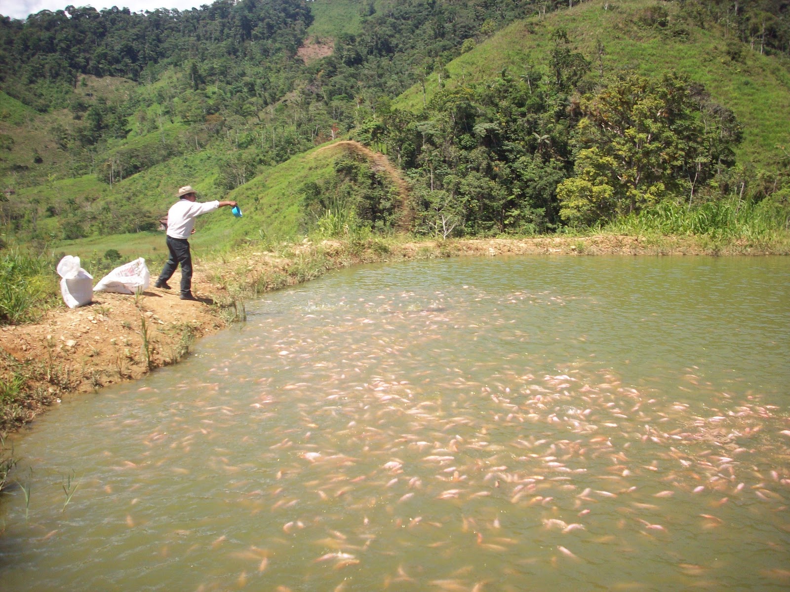 REFISH Tilapias de Zamora Ecuador CULTIVOS DE TILAPIA