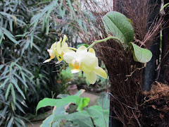 Orchid at Parc Flora, Paris