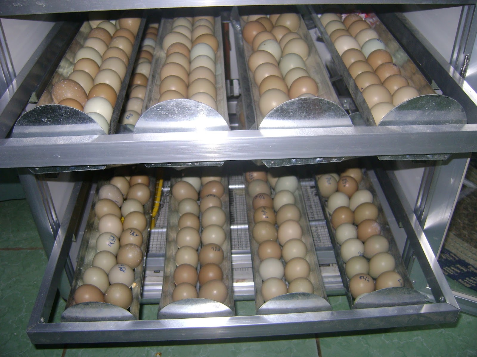 trứng chim trĩ đỏ bình định trứng chim trĩ đỏ bình định