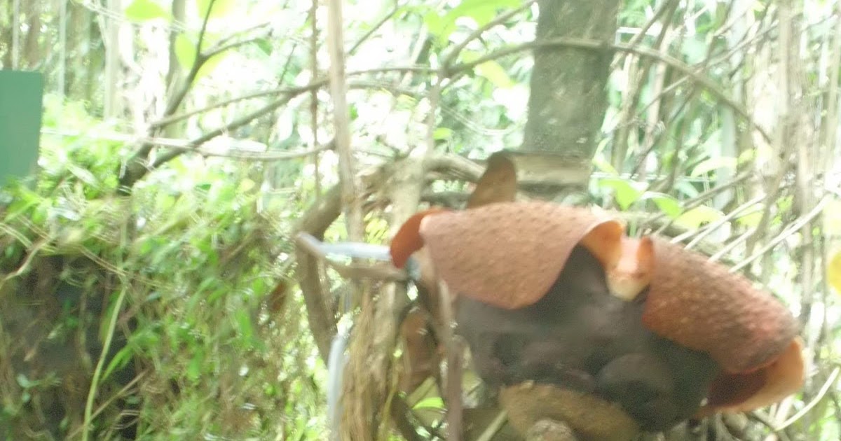 research papers about rafflesia arnoldii Contoh teks descriptive: rafflesia arnoldii rafflesia arnoldii is a rare flower that is well known because of the size of the flower's petals and the smell of rotten meat that it gives out this enormous and rare flower grows in the forest of southeast asia, including the phillipines. research papers about rafflesia arnoldii Contoh teks descriptive: rafflesia arnoldii rafflesia arnoldii is a rare flower that is well known because of the size of the flower's petals and the smell of rotten meat that it gives out this enormous and rare flower grows in the forest of southeast asia, including the phillipines.