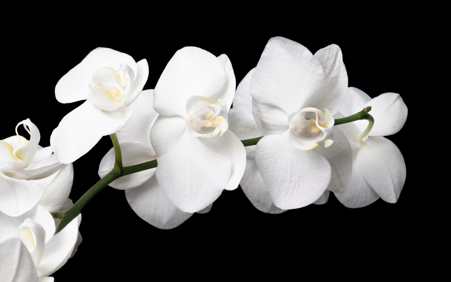 fragrant white orchid flower