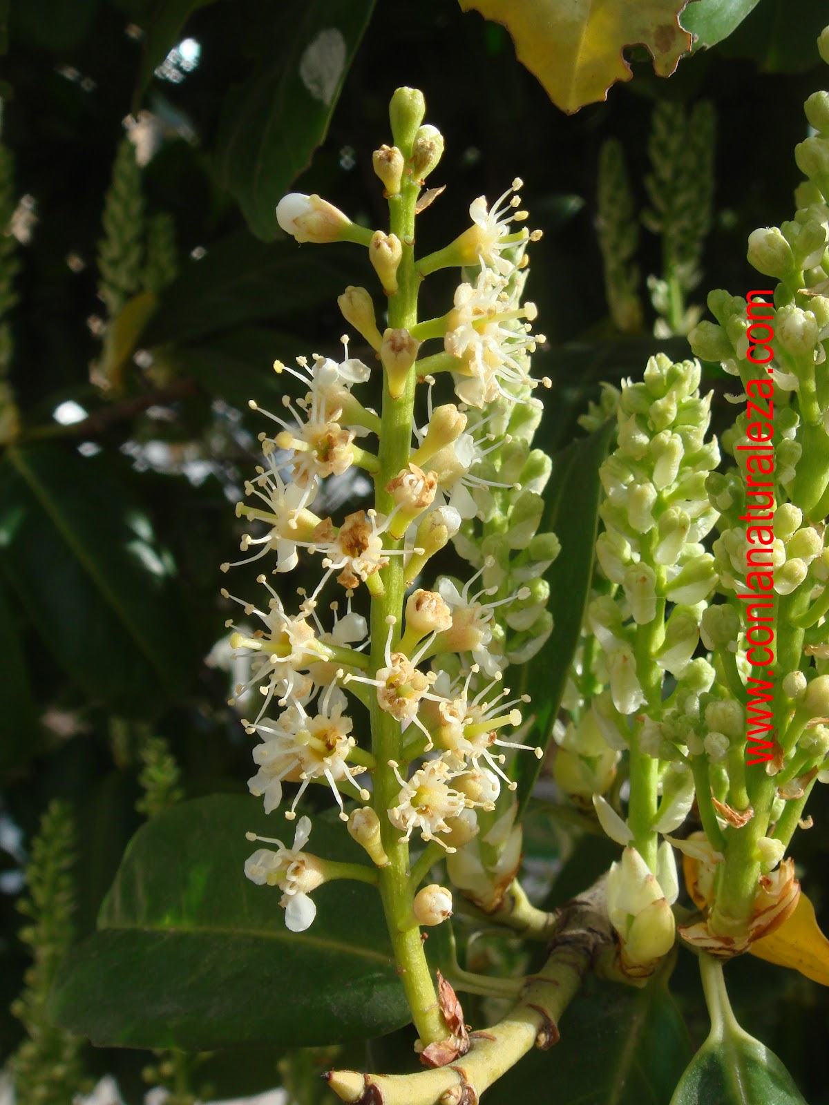 Flora urbana de Getafe: Laurel cerezo