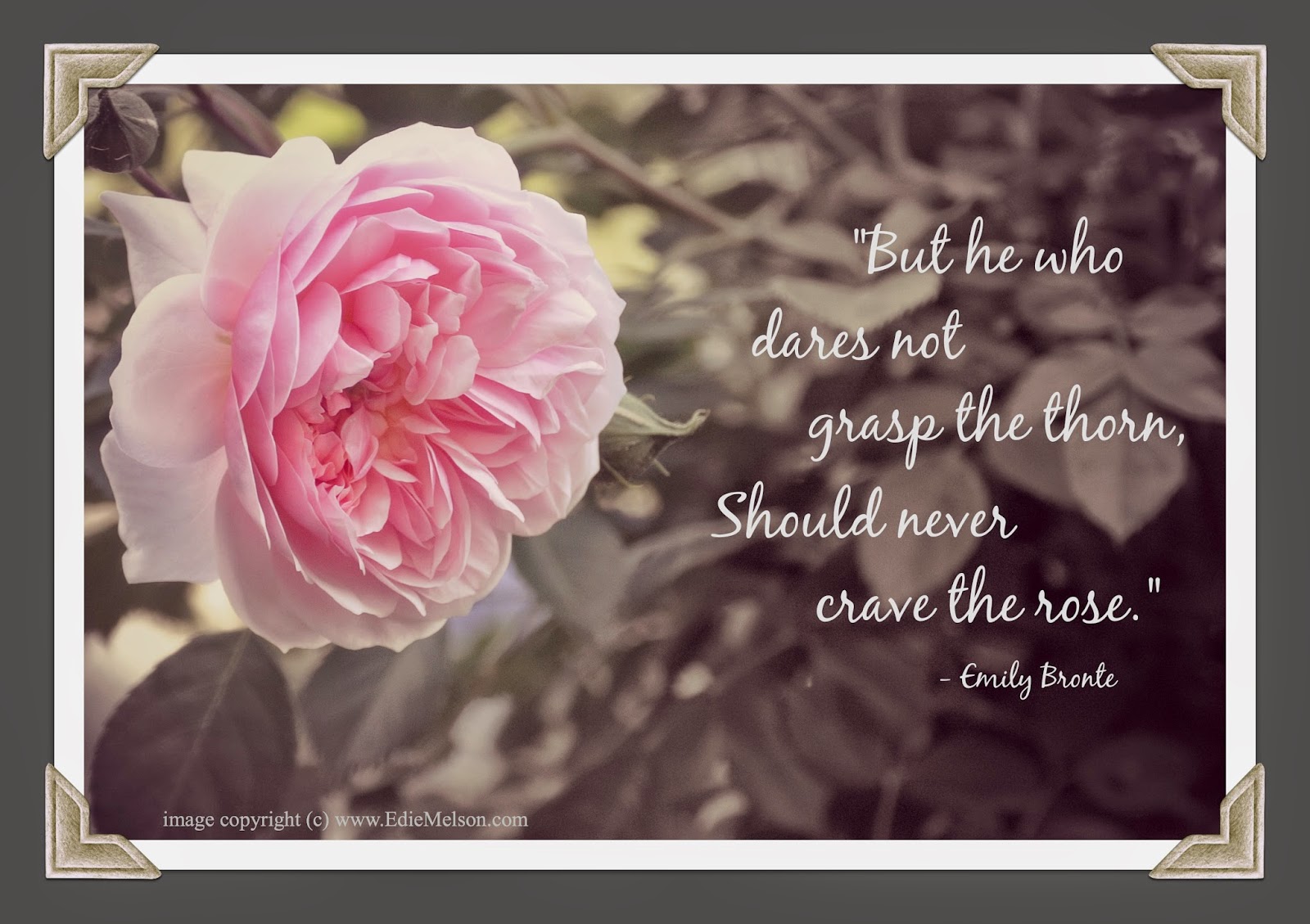 rose emily paper thesis Essays - largest database of quality sample essays and research papers on thesis for a rose for emily. rose emily paper thesis Essays - largest database of quality sample essays and research papers on thesis for a rose for emily.