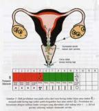 cara-menghitung-masa-subur-wanita