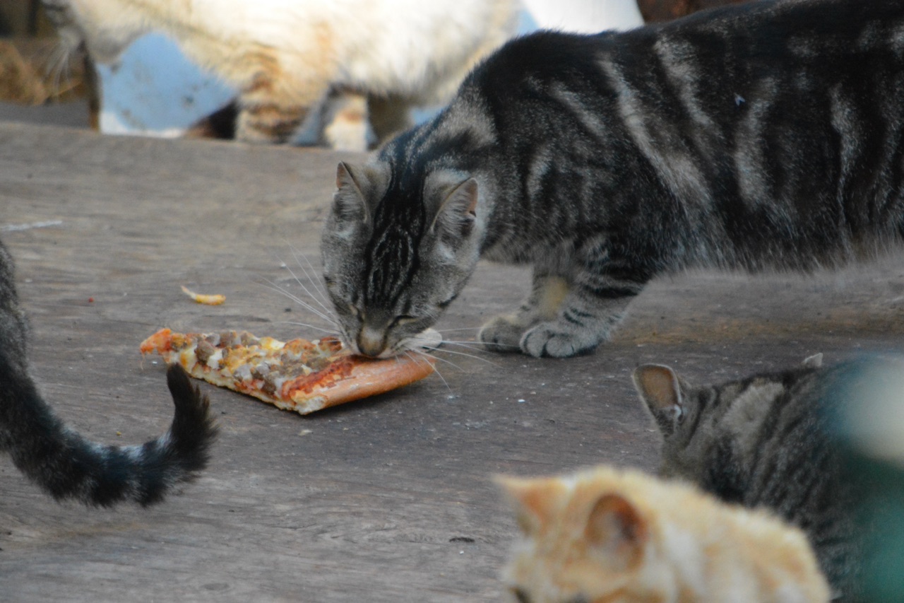 Feral Cats Eat Pizza The Feral Life Cat Blog