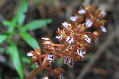 [Orchidaceae] - Corallorhiza maculata - Western Coralroot